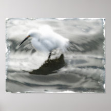 Remolino del Egret - impresión de la foto del arte Posters