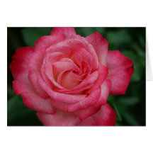 Remolino rosado tarjeton