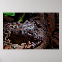 Rennfrosch2 Poster