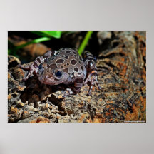 rennfrosch poster
