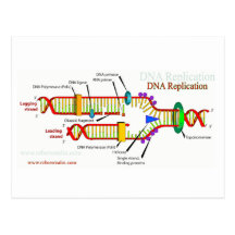 Réplica de la DNA Postales