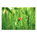 República Dominicana de la flor Fotografía