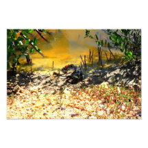 República Dominicana de los cangrejos hermosos Arte Fotografico