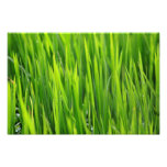 República Dominicana del arroz Fotografias