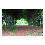República Dominicana del túnel de Jarabacoa Cojinete
