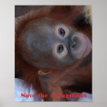 Rescate del bebé del orangután posters