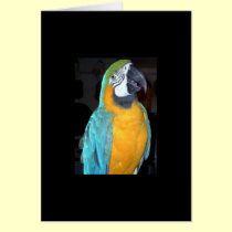 Rescate emplumado del loro de la familia tarjetas