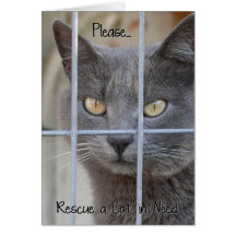 Rescate un gato en necesidad tarjetas