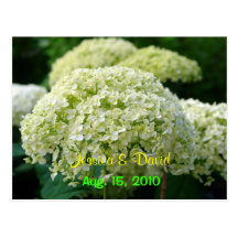Reserva blanca del Hydrangea la postal de la fecha