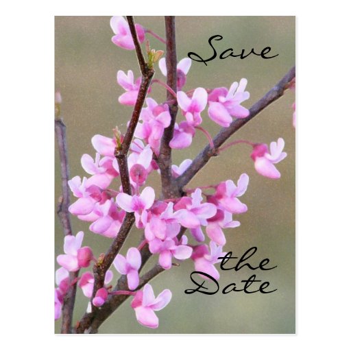 Reserva de Redbud Bloom~ la fecha Tarjetas Postales