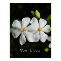 Reserva del Gardenia de la margarita la postal de 