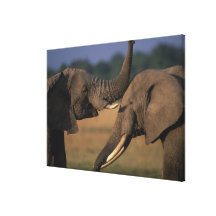 Reserva del juego de África, Kenia, Mara del Masai Impresión En Lona Estirada