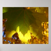 Resplandor #1 del otoño impresiones