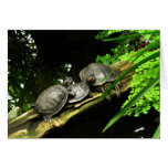 Resto de las En blanco-Tortugas Tarjeton