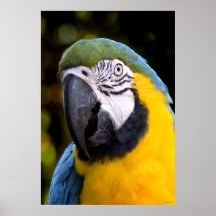 Retrato amazónico del loro poster