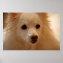 Retrato americano del perro esquimal poster