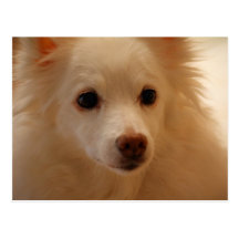 Retrato americano del perro esquimal tarjeta postal