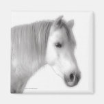 Retrato árabe blanco del caballo imán