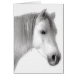 Retrato árabe blanco del caballo tarjetas