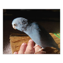 Retrato azul pacífico de la fotografía del pájaro 