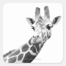 Retrato blanco y negro de una jirafa calcomanías cuadradas personalizadas