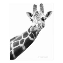 Retrato blanco y negro de una jirafa tarjeta postal