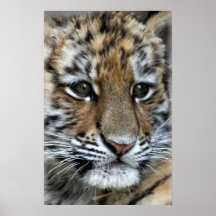 Retrato de Cub de tigre de Amur del bebé Posters