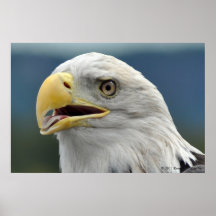 Retrato de Eagle calvo Poster