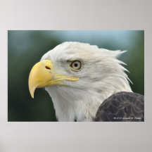 Retrato de Eagle calvo Impresiones