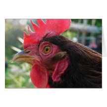 Retrato de la gallina - tarjeta