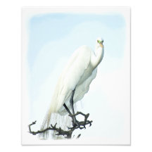 Retrato de la garza de gran blanco arte fotografico