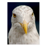 Retrato de la gaviota postal