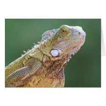 Retrato de la iguana tarjeton
