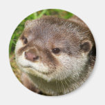 Retrato de la nutria imán
