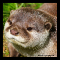Retrato de la nutria posters