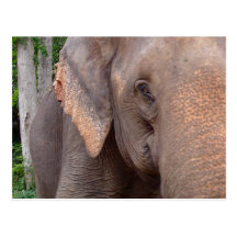Retrato de un elefante tarjeta postal