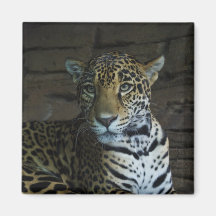 Retrato de un imán del jaguar