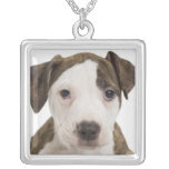 Retrato de un perrito del pitbull collares personalizados