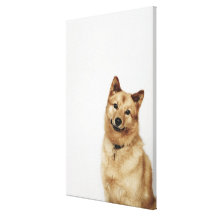 Retrato de una sonrisa finlandesa del perro del pe lona envuelta para galerias