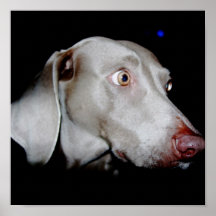 Retrato de Weimaraner Poster