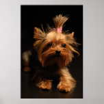 Retrato de Yorkshire Terrier Poster
