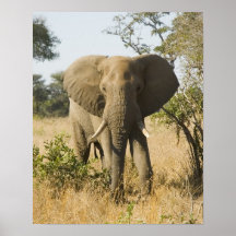 Retrato del elefante posters
