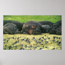 Retrato del Hippopotamus de los hipopótamos el dor Impresiones
