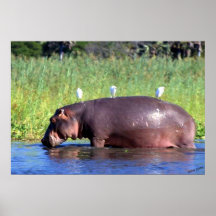Retrato del Hippopotamus del transporte público Poster