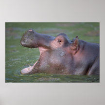 Retrato del Hippopotamus VII Impresiones