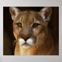 Retrato del león de montaña poster