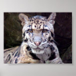 Retrato del leopardo poster
