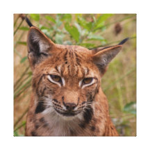 Retrato del lince del lince impresion de lienzo