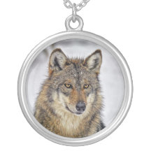 Retrato del lobo en collar de la demostración