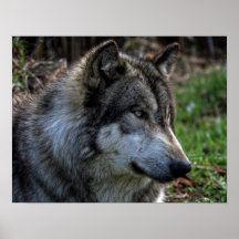 RETRATO DEL LOBO POSTERS